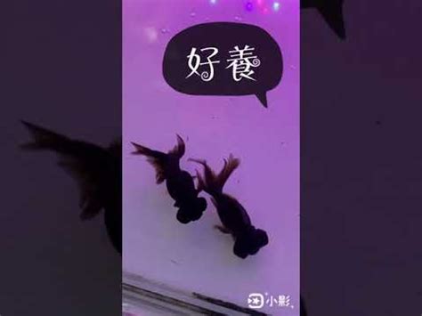 金魚黑色|黑金魚風水的吉凶解讀